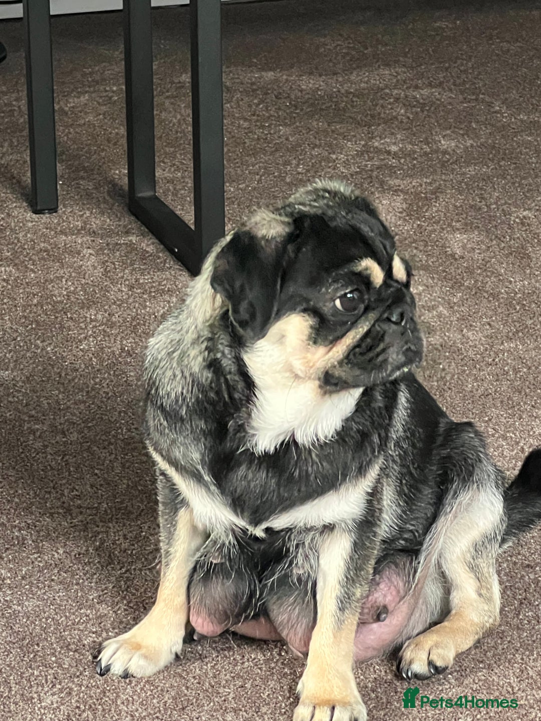 Pug dogs for sale: 1 pug (shug) who was reserved has became available - Image 11