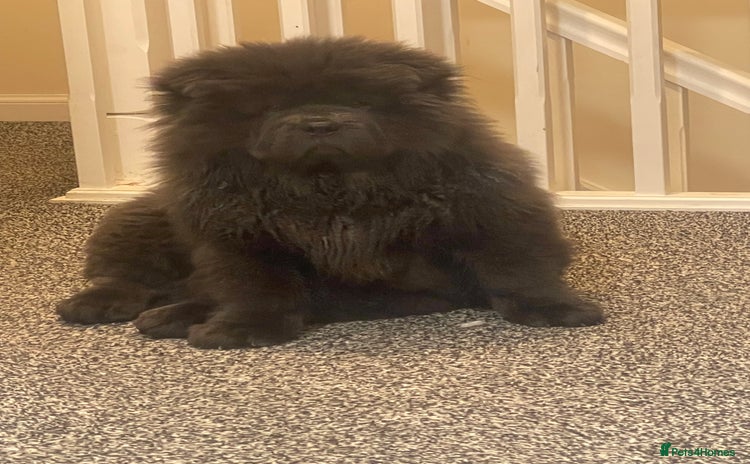 Chow Chow dogs - Advert 1