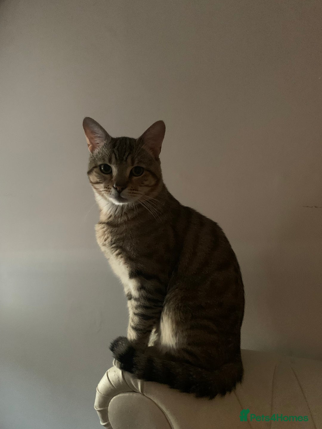 Mixed Breed cats for sale: Greg (sausage roll)  - Image 2