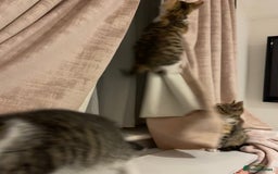 British Longhair cats for sale: 2 ADORABLE FLUFFY BRITISH LONGHAIR KITTENS LEFT!!! - Image 29