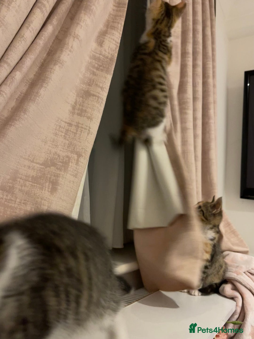 British Longhair cats for sale: 2 ADORABLE FLUFFY BRITISH LONGHAIR KITTENS LEFT!!! - Image 29