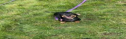 Miniature Dachshund dogs for sale: 3 year old miniature dachshund for sale  - Advert 3
