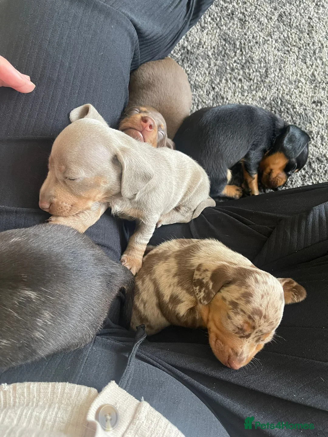 Miniature Dachshund dogs for stud: 🐾HUGO THE BOSS (KC REG & PRA CLEAR) PROVEN STUD🐾 in Manchester - Advert 12