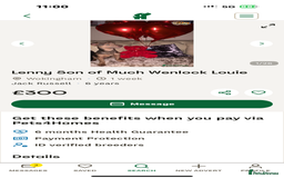 Jack Russell dogs for sale: Much Wenlock Jack Russell Pups  - Image 11