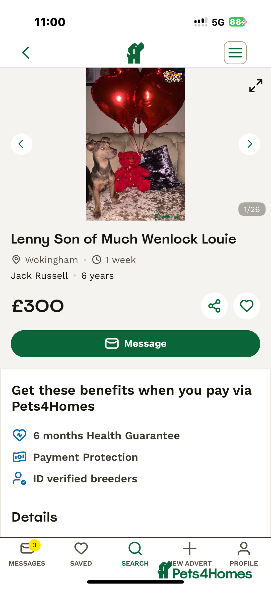 Jack Russell dogs for sale: Much Wenlock Jack Russell Pups  - Image 11