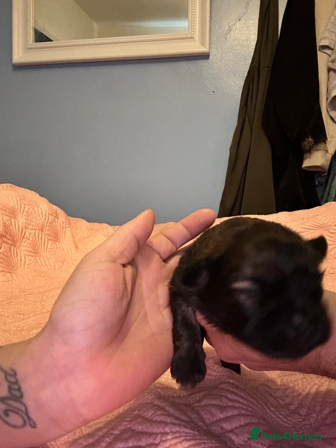 Shih Tzu dogs for sale: One dark brown male shihtzu - Advert 4