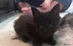 Maine Coon cats for sale:  Adorable Ragdoll x Maine Coon Kittens  - Image 7