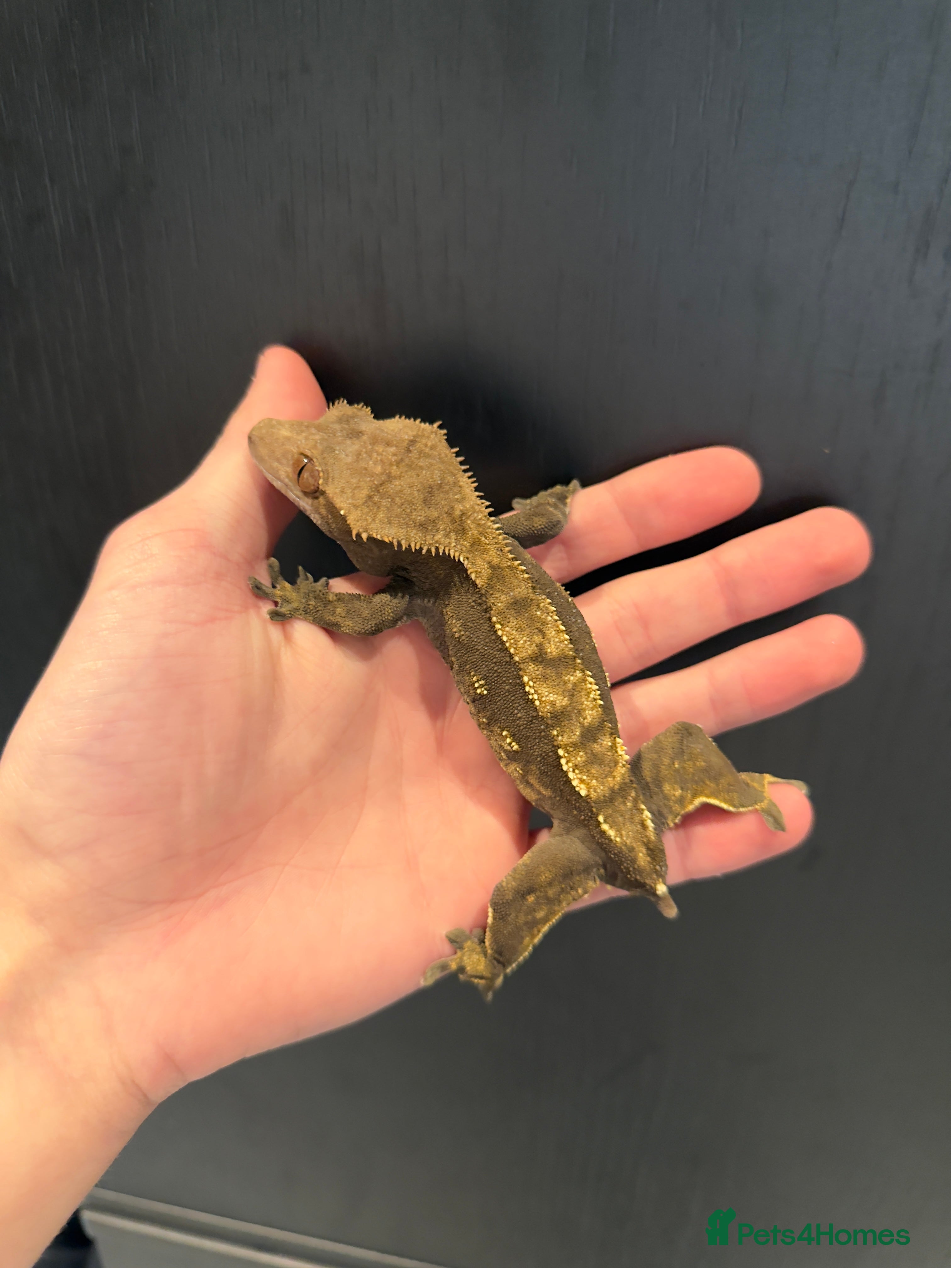 Gecko reptiles 2 female crested geckos  - Advert 11