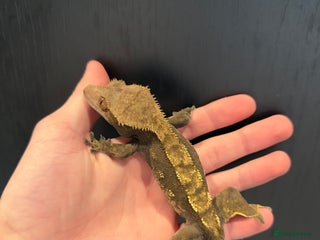 Gecko reptiles 2 female crested geckos - Advert 1