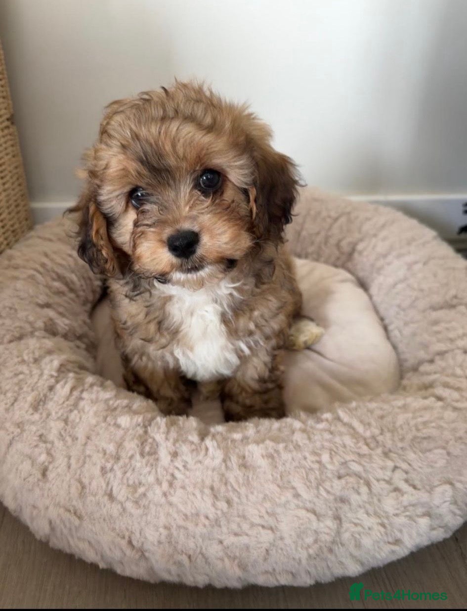 Mixed Breed dogs for sale: Cavapoochon puppies  in Worthing - Advert 1