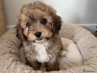 Mixed Breed dogs Cavapoochon puppies - Advert 1