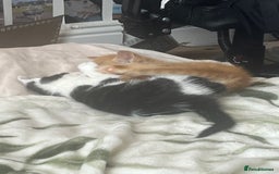 Mixed Breed cats for sale: 3 mixed male kittens for sale - Image 5
