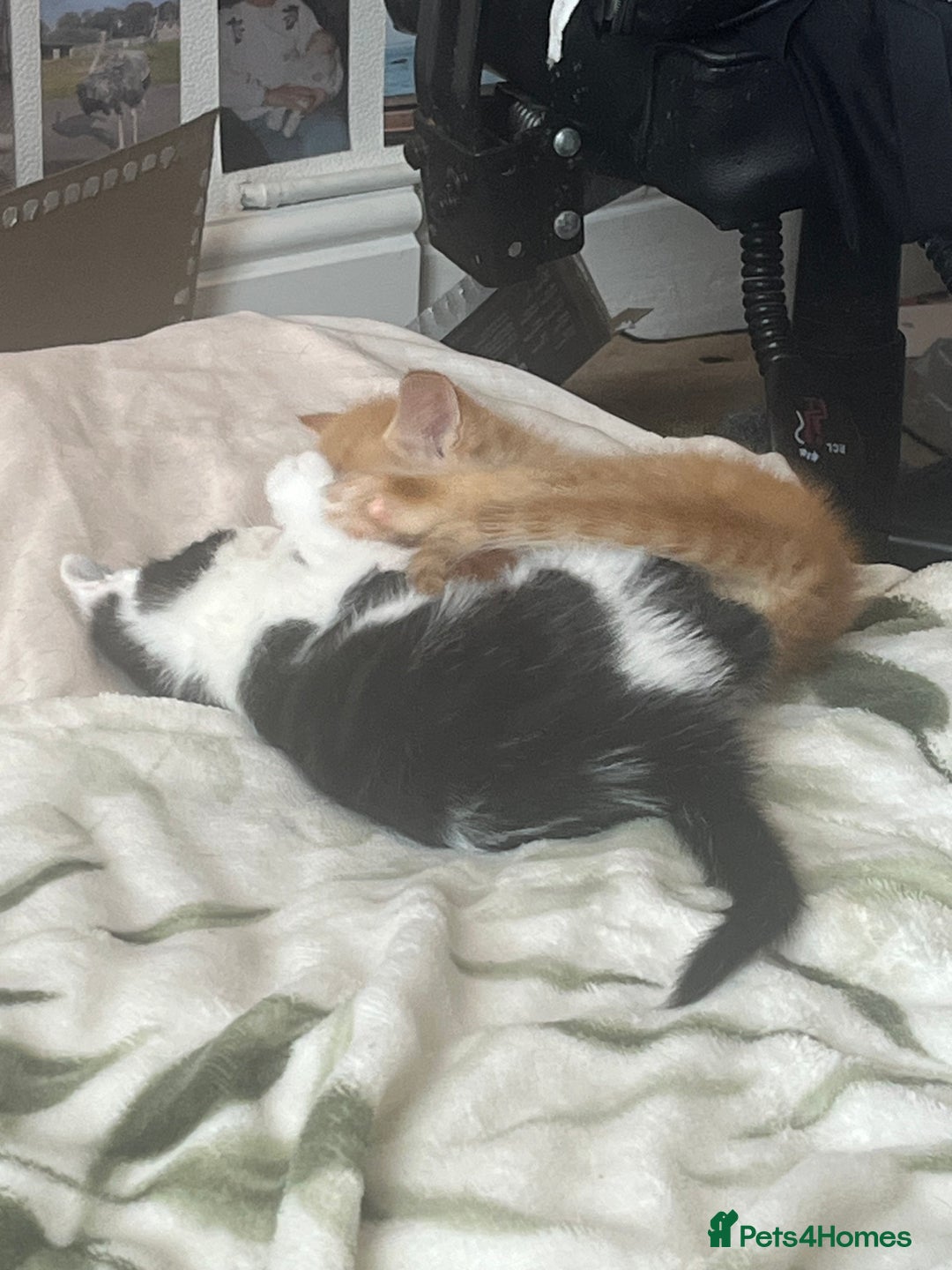Mixed Breed cats for sale: 3 mixed male kittens for sale - Image 5