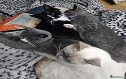 Mixed Breed cats for sale: Beautiful British Shorthair Cross  - Image 30