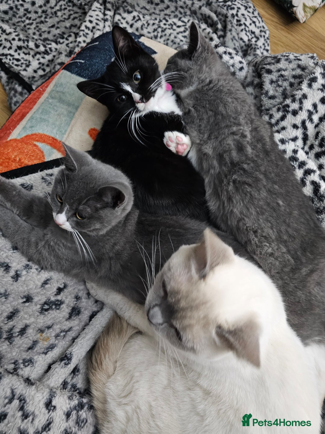 Mixed Breed cats for sale: Beautiful British Shorthair Cross  - Image 30