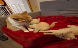 British Shorthair cats for sale: 2 Cream Male British Shorthair Kittens For Sale - Image 3