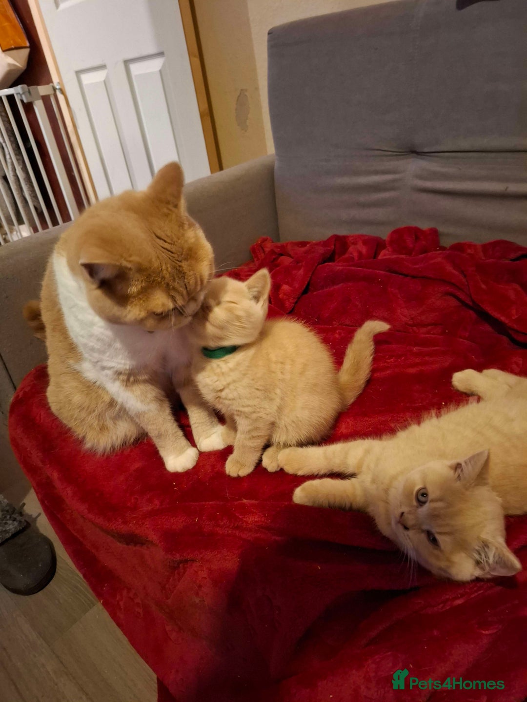 British Shorthair cats for sale: 2 Cream Male British Shorthair Kittens For Sale - Image 3