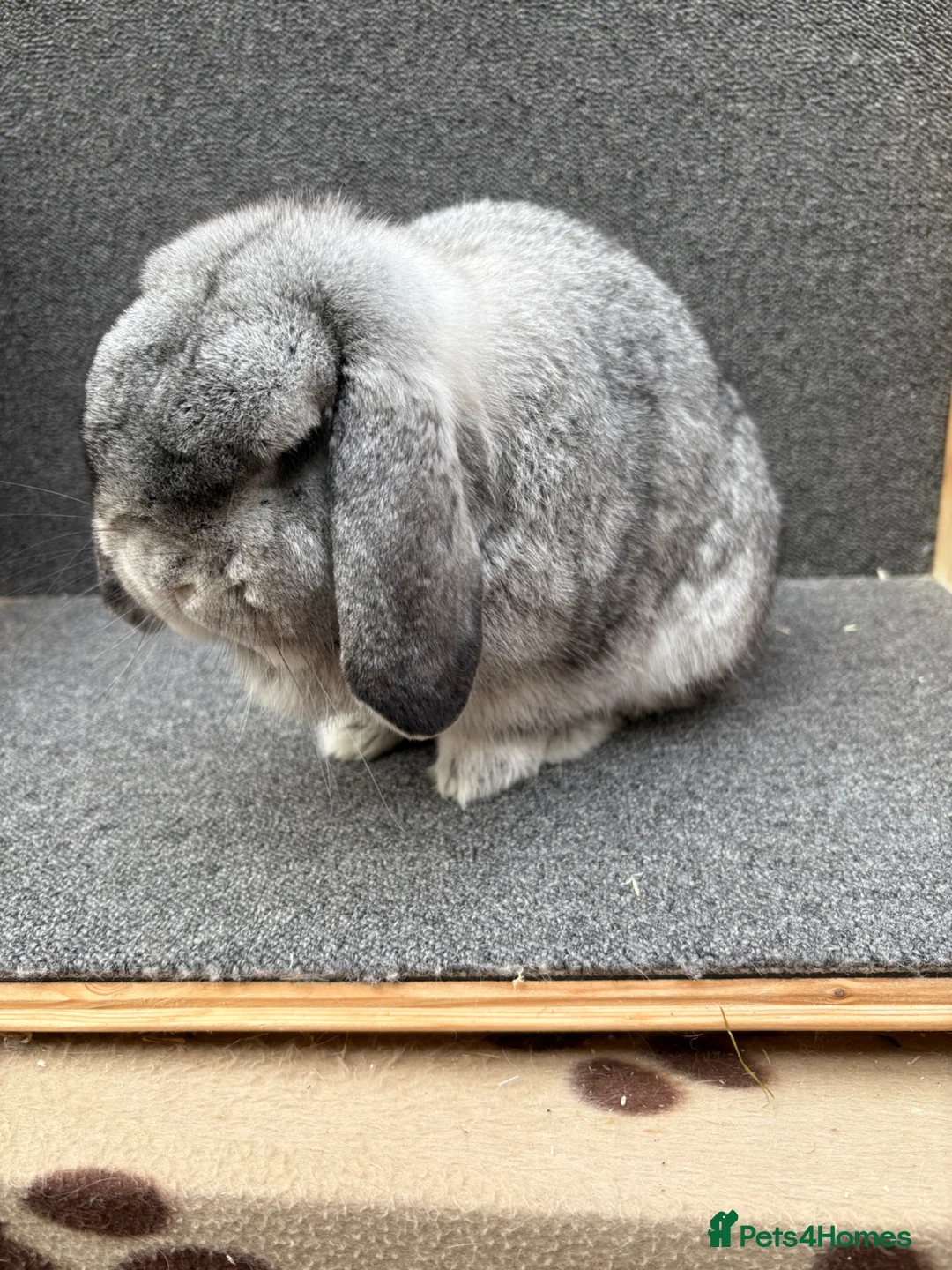 Mixed Breed rabbits for sale: Small Dwarf Lop  - Advert 8