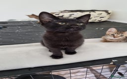 Savannah cats for sale: Gorgeous f5 kittens. Just melanistic girl left - Image 3