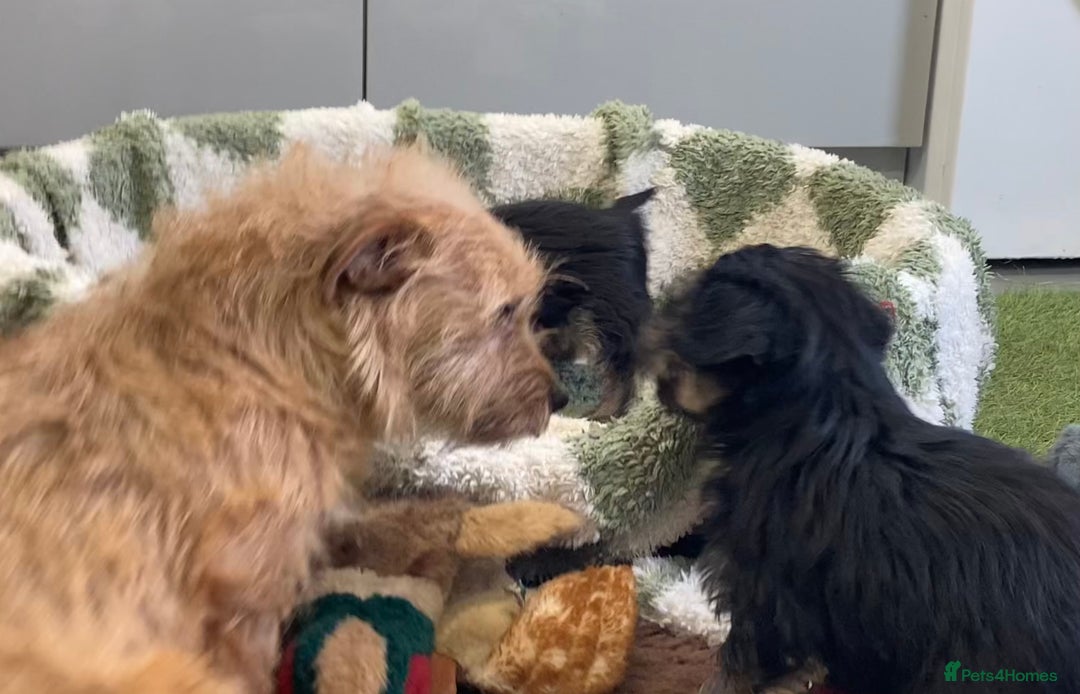 Mixed Breed dogs for sale: Norfolk Border cross puppies - Advert 5