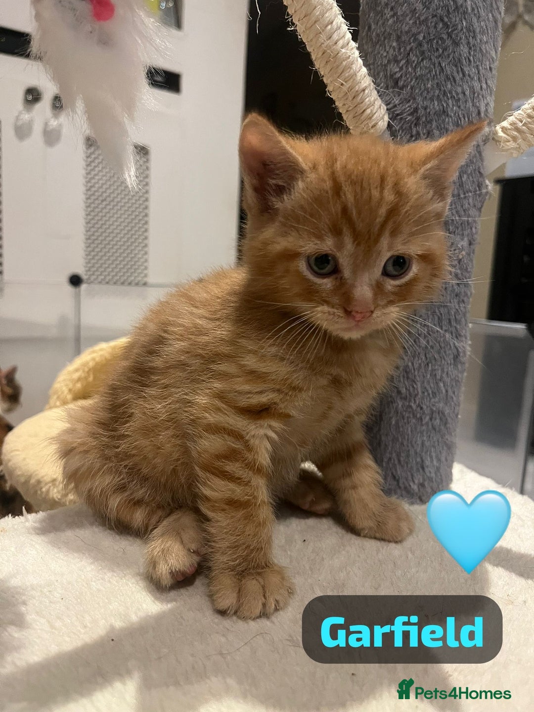 Mixed Breed cats for sale: 🐾 8 Beautiful kittens….🩵🩷 - Advert 40