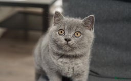 British Shorthair cats for sale: LAST BRITISH SHORTHAIR BLUE - GCCF REGISTERED  - Image 2