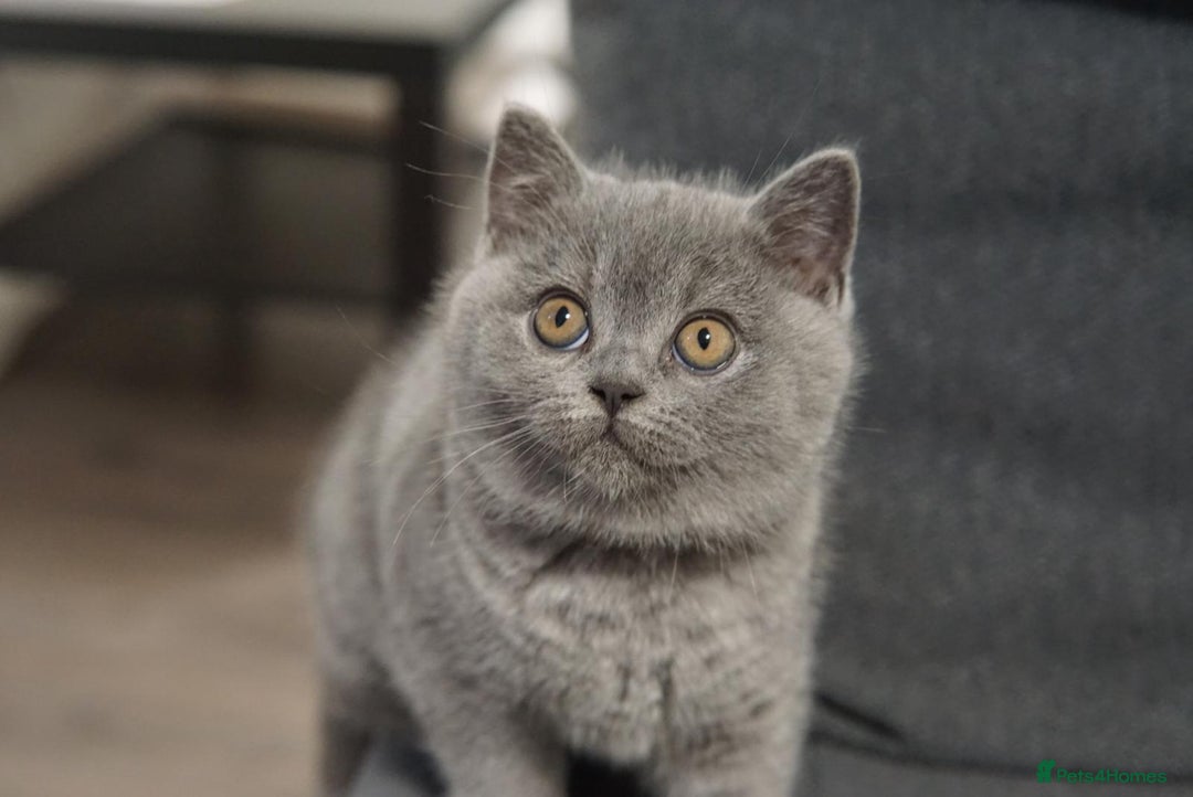 British Shorthair cats for sale: LAST BRITISH SHORTHAIR BLUE - GCCF REGISTERED  - Image 2