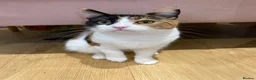 Domestic Shorthair cats for sale: 9 month old spayed female Calico cat - Advert 8
