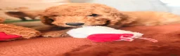 Mini Goldendoodle dogs for sale: READY NOW Gorgeous Mini Goldendoodles - Advert 10