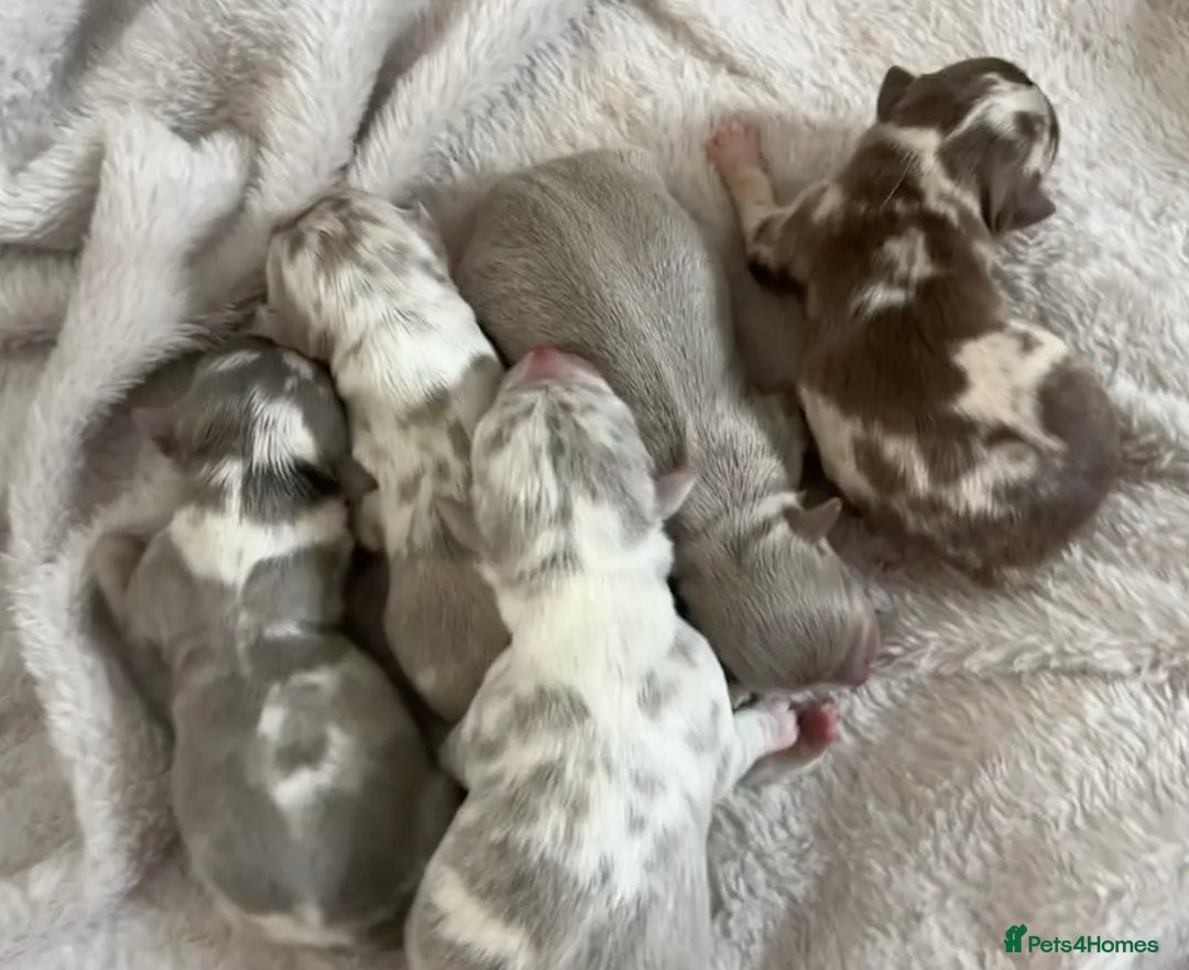 Chihuahua dogs for stud: Well Proven KC Reg Long Coat Lilac & Tan Stud in Washington - Advert 8