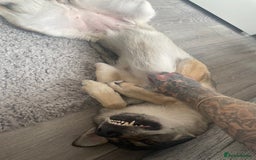 Mixed Breed dogs for sale: Czechoslovakian wolfdog for good home - Image 3