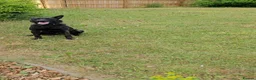 Belgian Shepherd Dog dogs for sale: Dutch Shepherd in Chesterfield - Advert 3