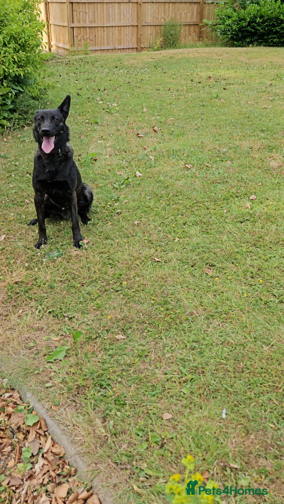 Belgian Shepherd Dog dogs for sale: Dutch Shepherd in Chesterfield - Advert 3