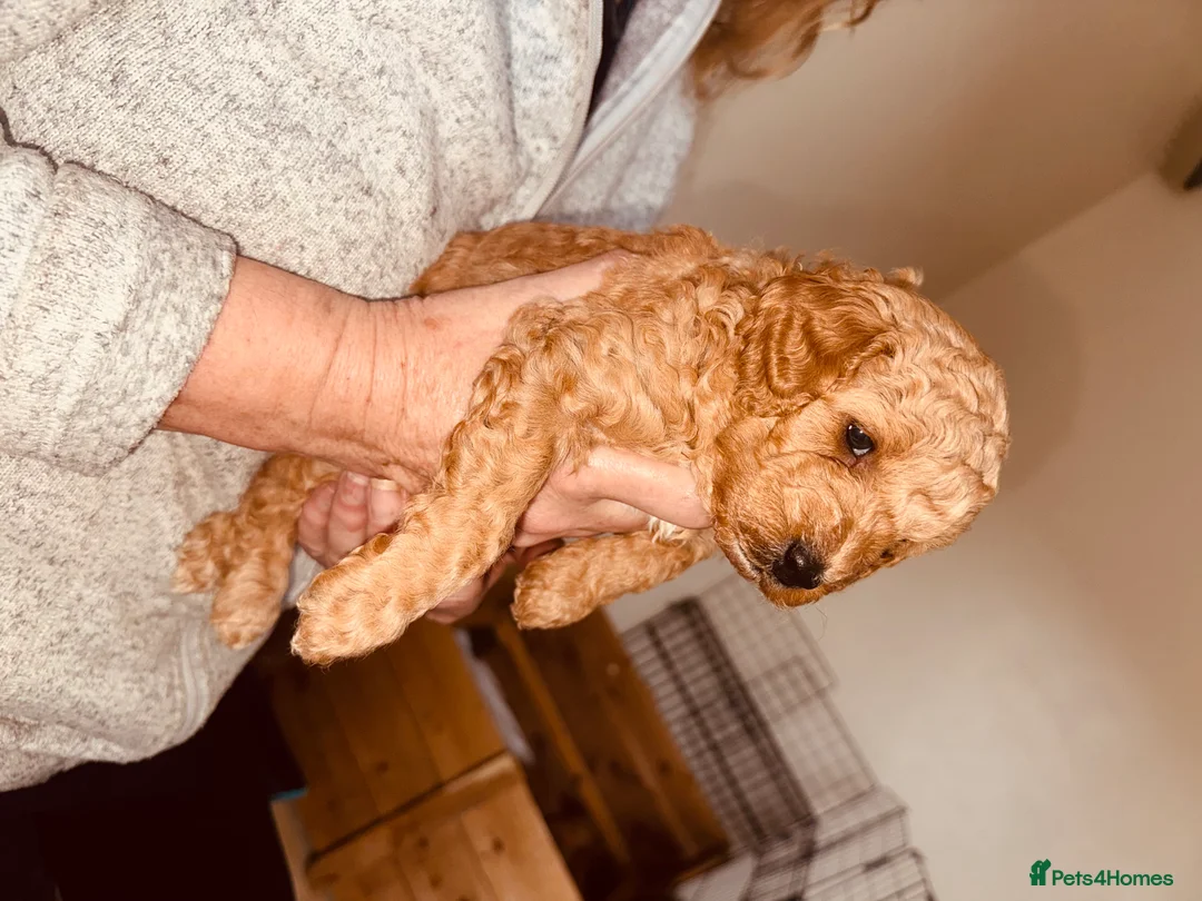 Labradoodle dogs for sale: F2bb labradoodle  - Advert 12