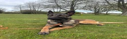 Belgian Shepherd Dog dogs for sale: 1 year old female Belgian malinos  - Advert 11