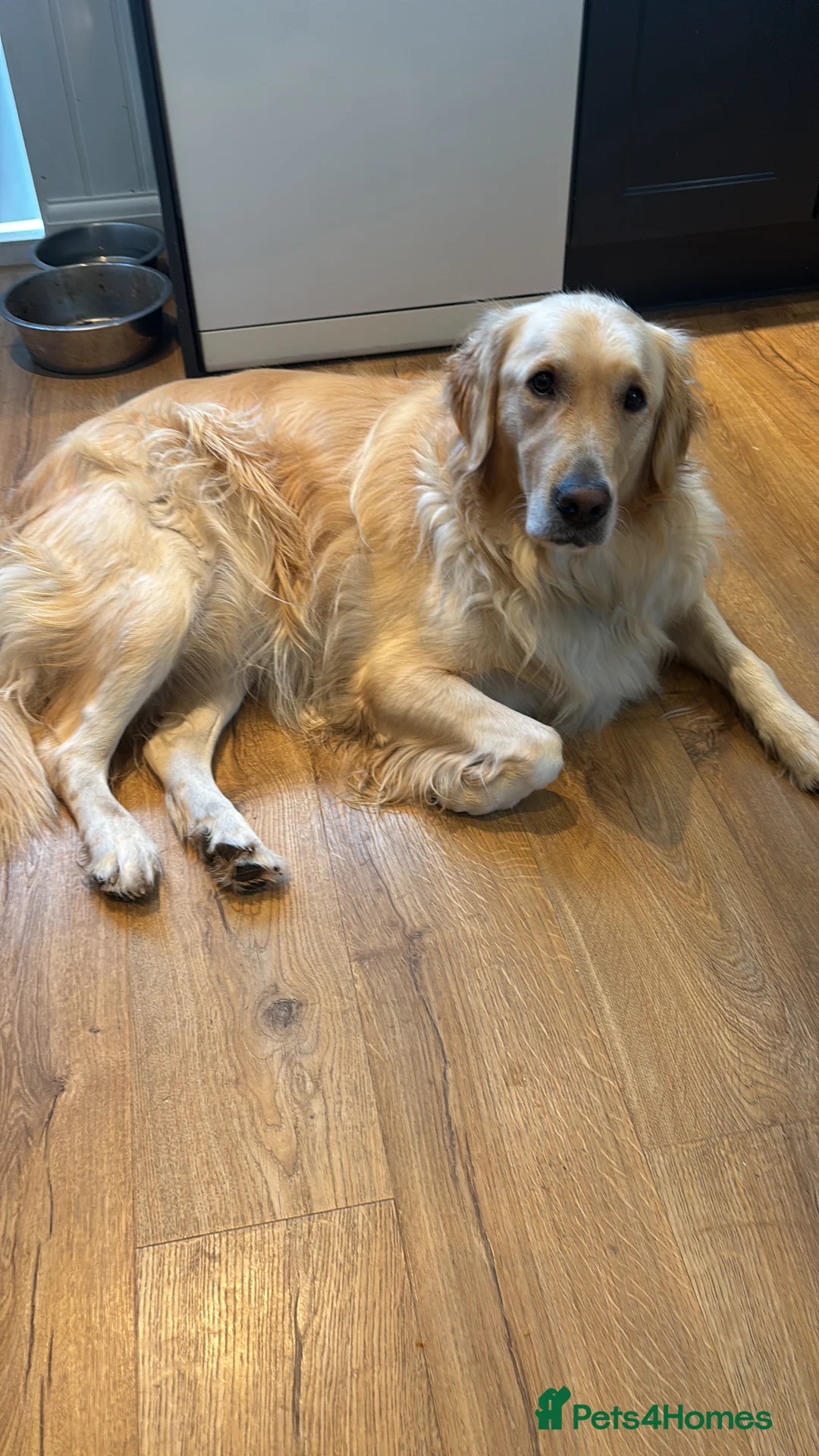 Golden Retriever dogs for sale: Re homing our golden retriever  - Advert 2