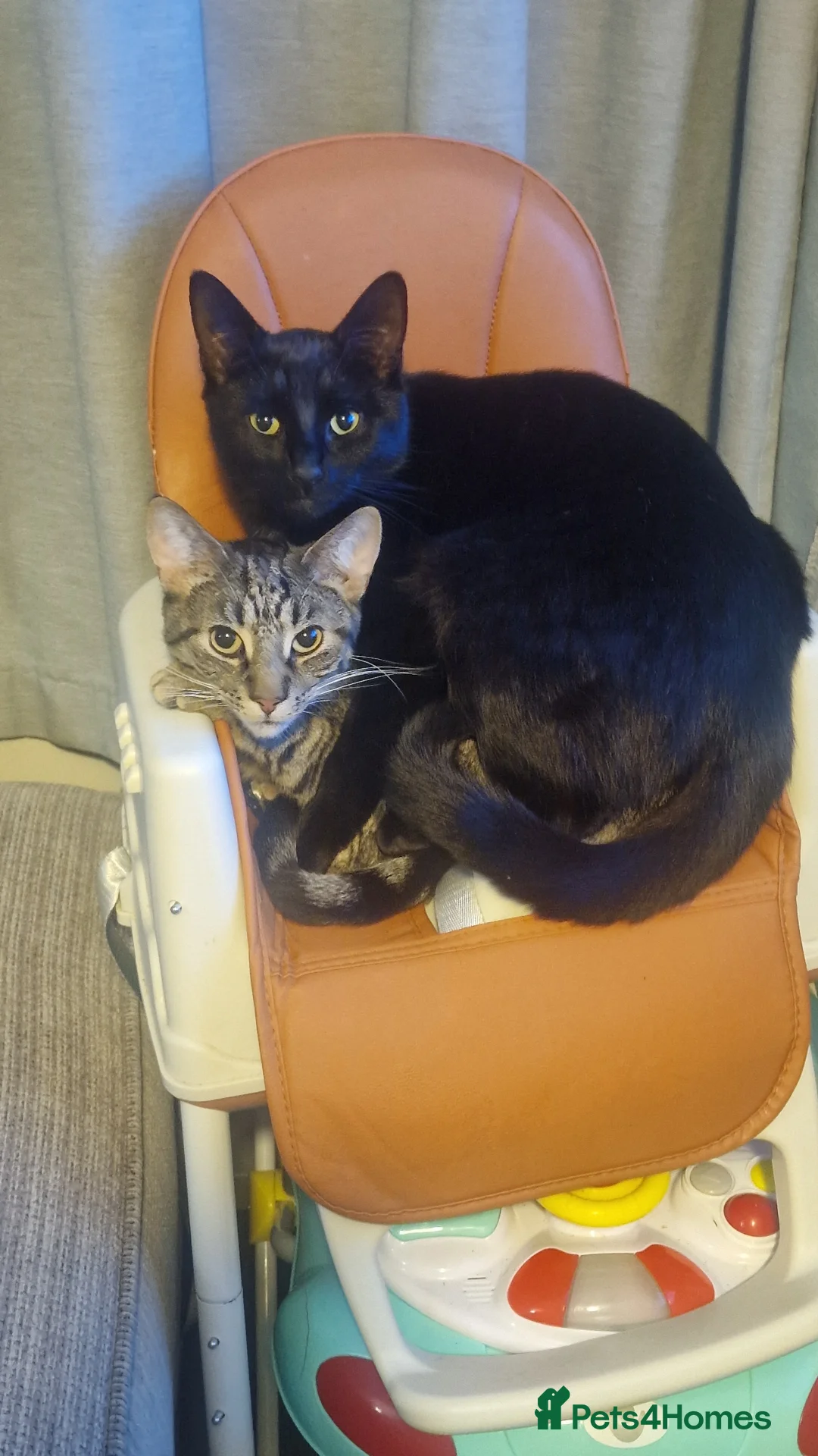 British Shorthair cats for sale: Milo kobie and shadow  - Advert 7