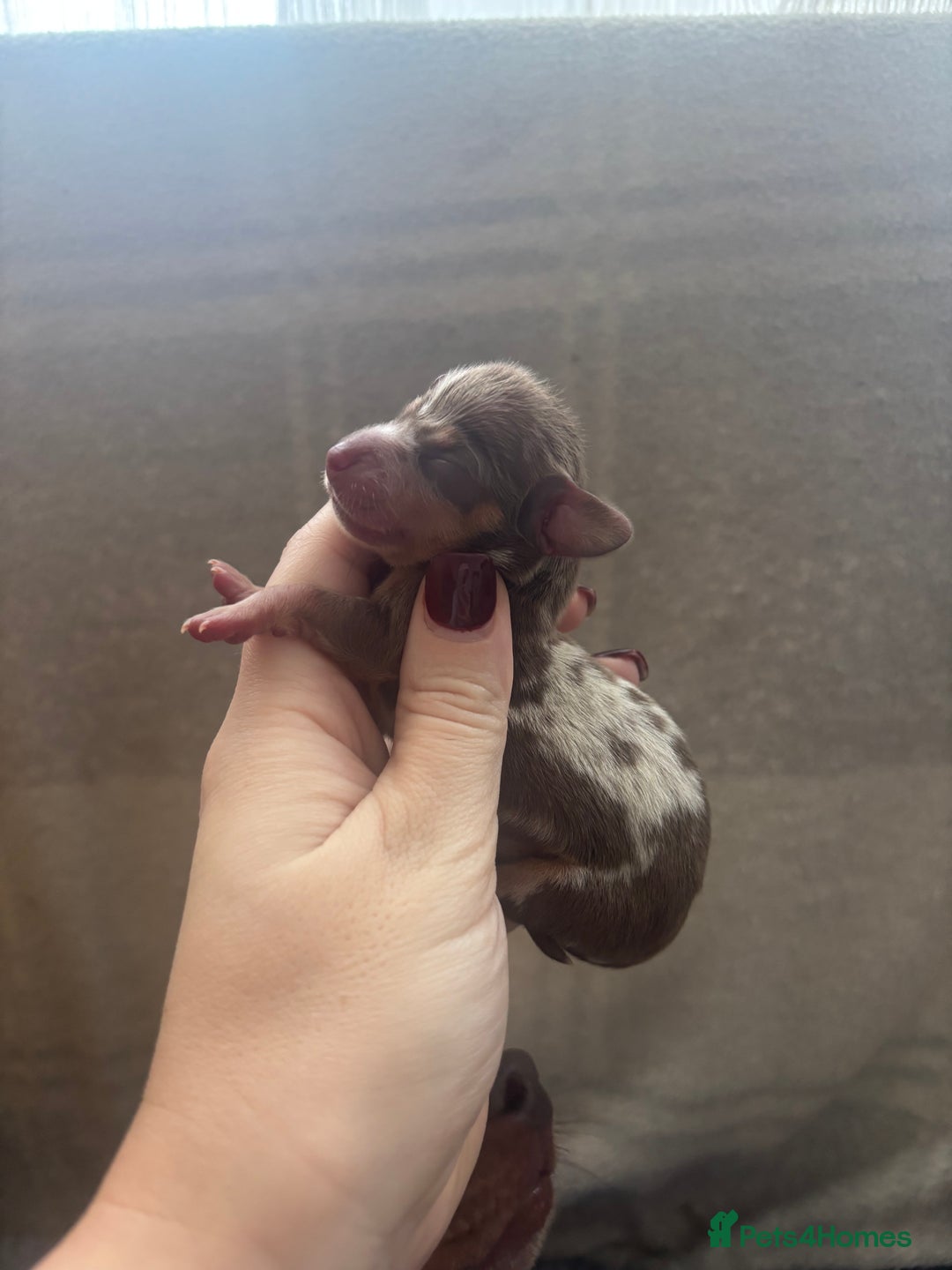 Miniature Dachshund dogs for sale: Gorgeous Miniature Dachshunds ready Dec - Image 4