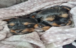 Yorkshire Terrier dogs for sale: Excellent Yorkshire Terrier Puppies For Sale. - Image 1