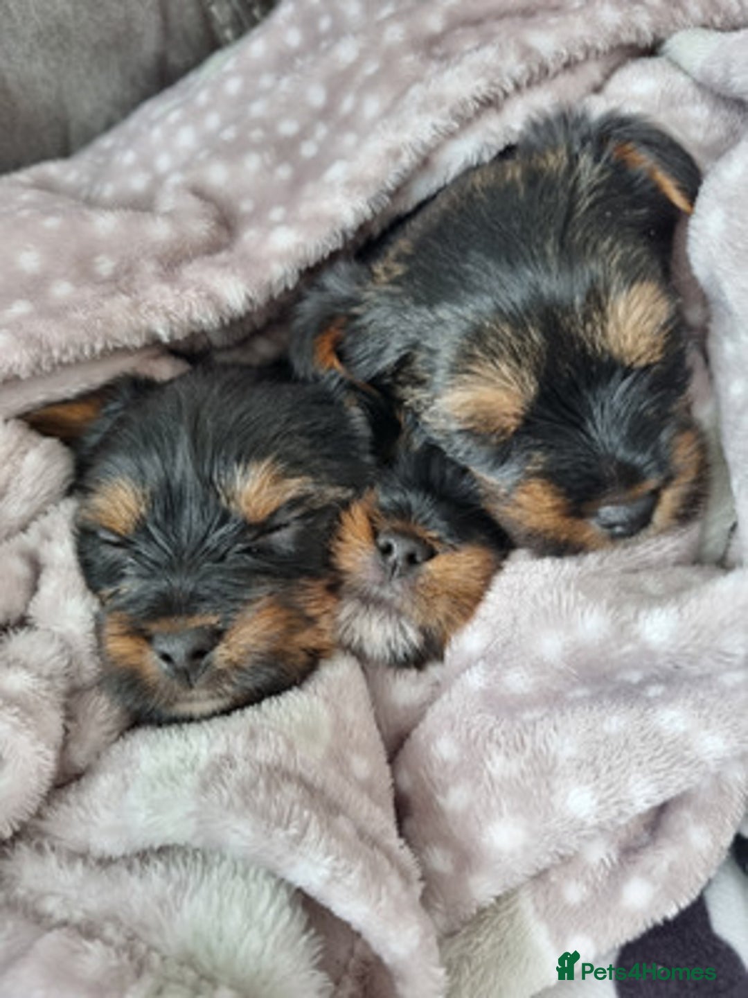 Yorkshire Terrier dogs for sale: Excellent Yorkshire Terrier Puppies For Sale. - Image 1