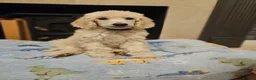 Standard Poodle dogs for sale: 💙Ready Now💙KC Registered Standard Poodle Boys 💙 - Advert 13