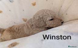 Standard Poodle dogs for sale: Standard poodles - Image 38