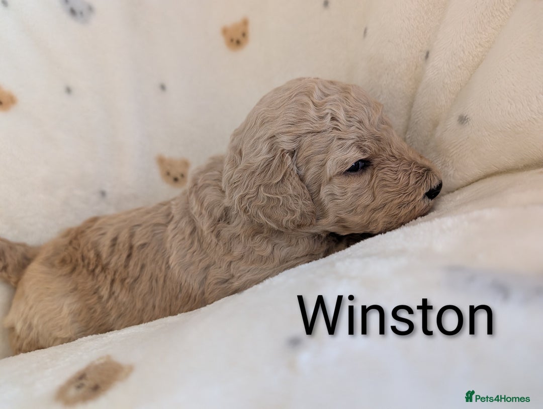 Standard Poodle dogs for sale: Standard poodles - Image 38
