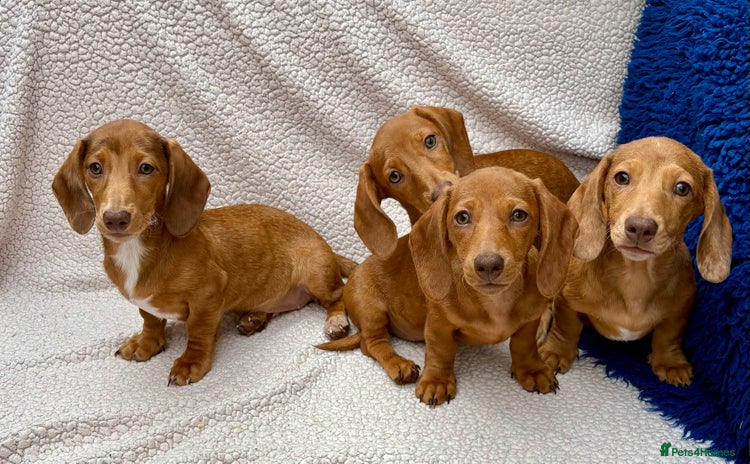 Dachshund dogs - Advert 1
