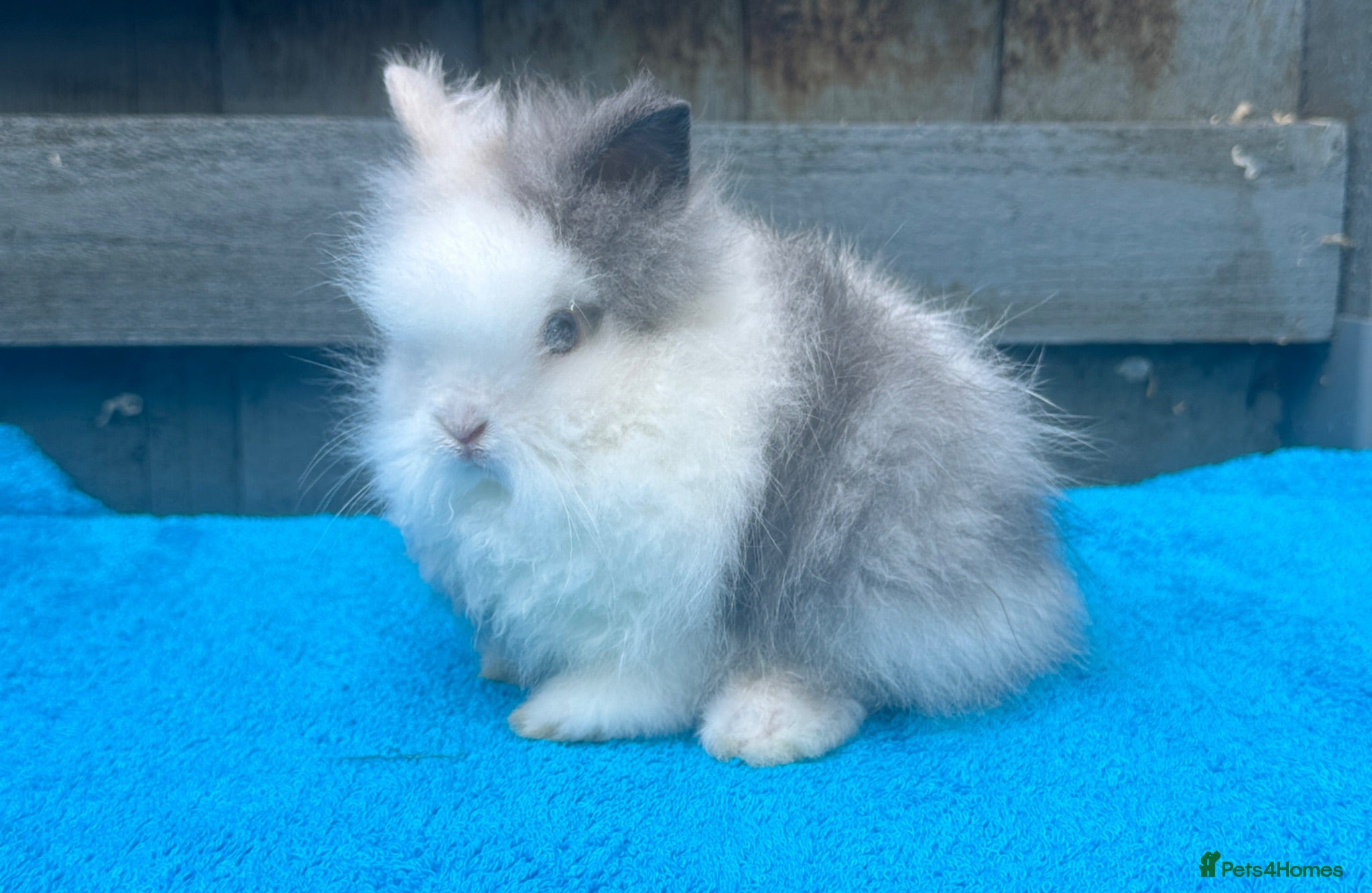 Lionhead rabbits 2 adorable double mane lionhead baby bunnies  - Advert 1