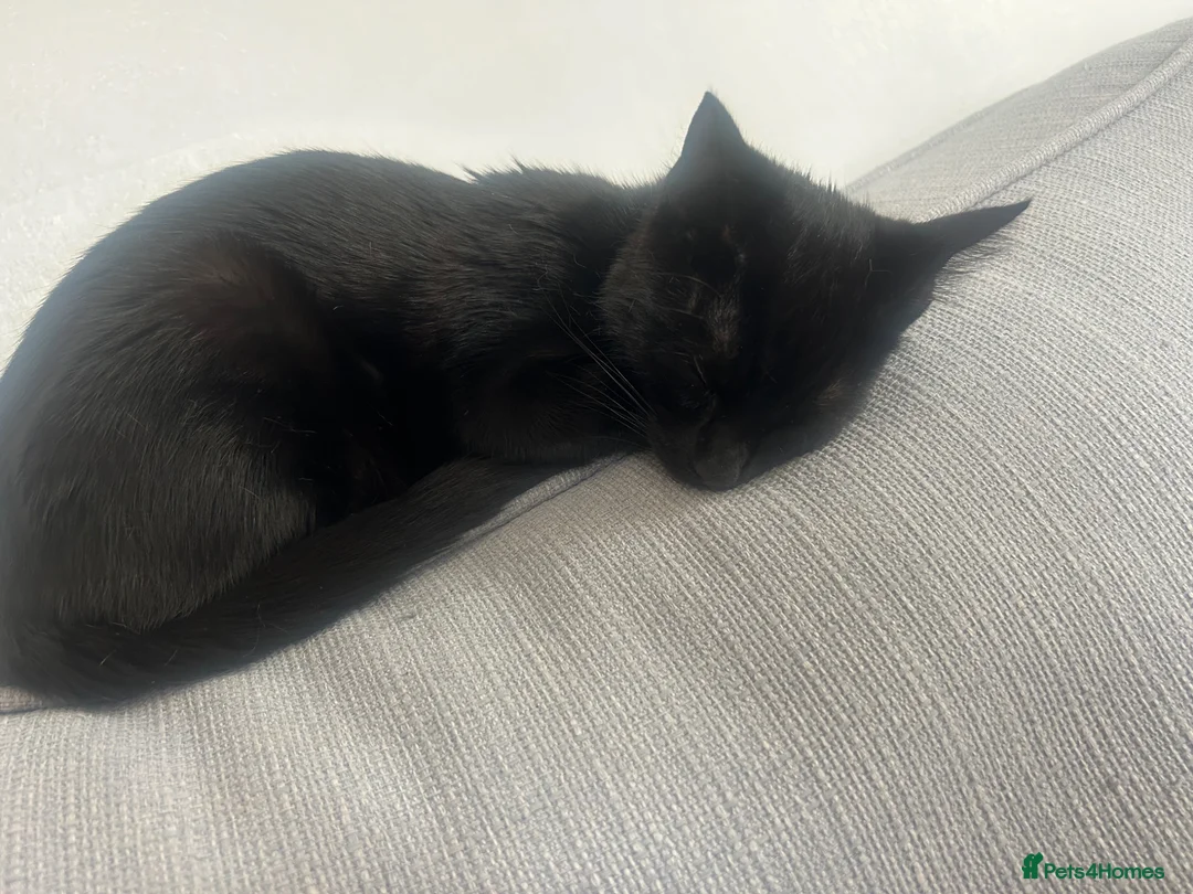 British Shorthair cats for sale: shorthair indoor cat - Advert 2