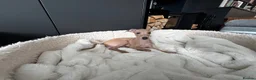 Italian Greyhound dogs for sale: Stunning KC Italian Greyhound Boy Low COI 0.5% - Advert 3