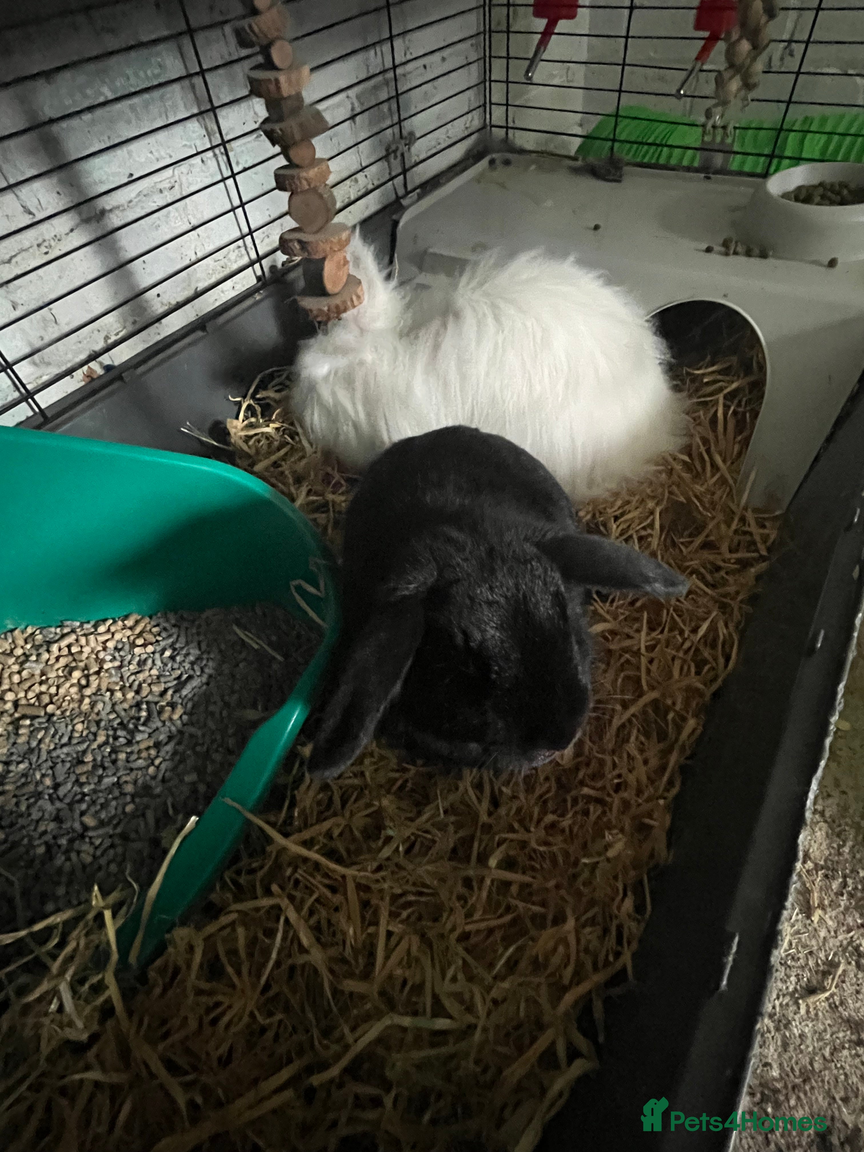 Lionhead rabbits Pair of rabbits  - Advert 19