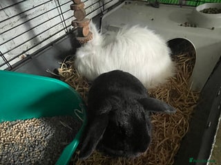 Lionhead rabbits - Advert 1