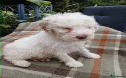 Lagotto Romagnolo dogs for sale: Pedigree Kennel Club Registered Lagotto Romagnolo - Image 10